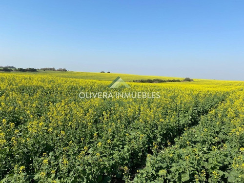 Muy Buen Campo A La Venta 79 Has Agrícolas - Ref: 5308