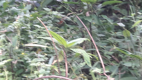 Imagem 10 de 14 de Terreno Bem Localizado - Possibilidade De Permuta Parcial.