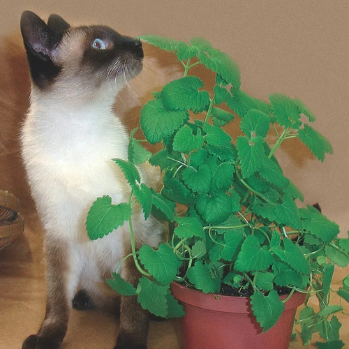 6x Sementes Erva Dos Gatos Catnip (nepeta Cataria) Topseed