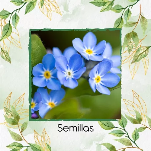 25 Semillas De Flor No Me Olvides Azul + Obseq Germinación