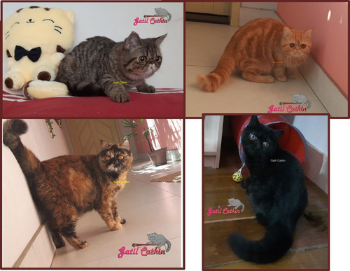 Filhotes Exotic Shorthair