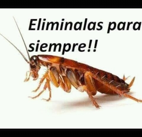 Fumigaciones Cucarachas Ratas Zona Sur Y Caba Certificados