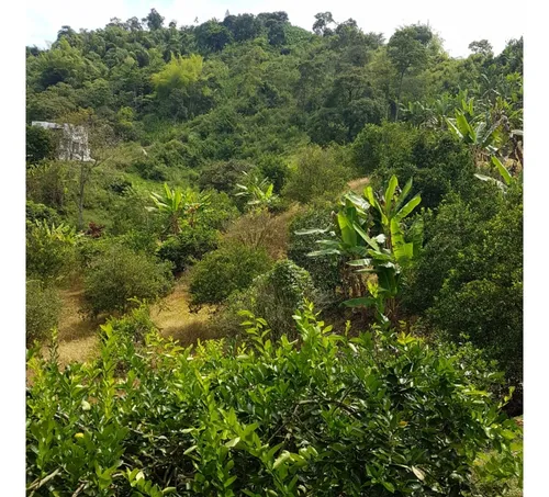 Vendo Finca Por El Trebol 7,5 Has (11,5 Cuadras) Chinchina