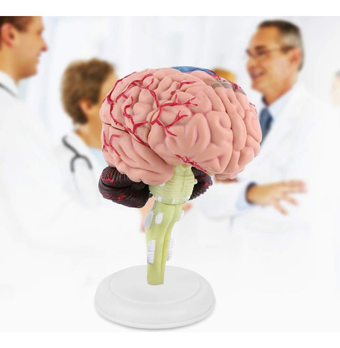 A Enseñanza De Anatomía Estructural Del Modelo De Cerebro