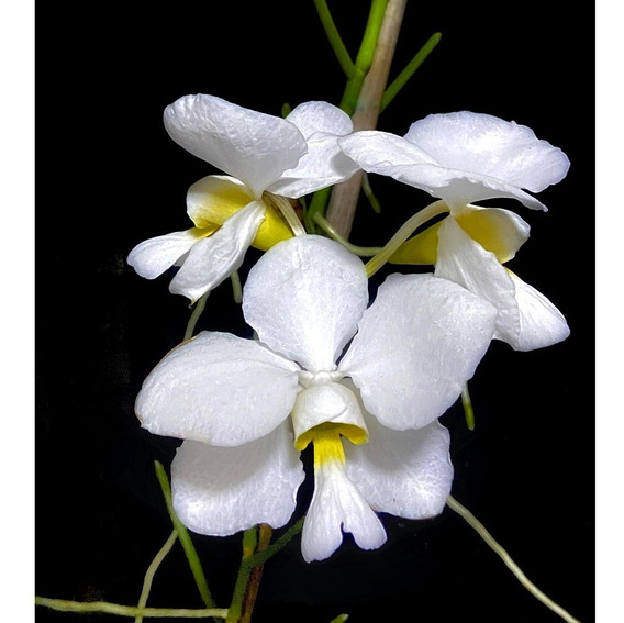 Orquídea Vanda Teres Alba ( Papilionanthe Teres Alba ) Muda | Parcelamento  sem juros