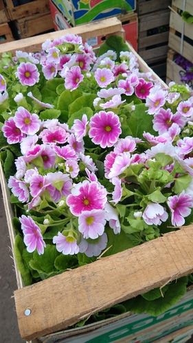 Promo Cajon 15 Primula Obconica - Planta Floral Exterior M12