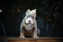 Comprar Cachorros American Bully Standar Hembras