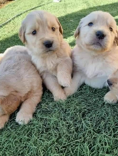 Golden Retriever Los Más Bonitos 