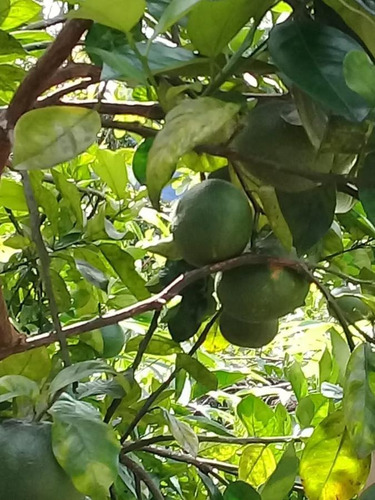 Imagem 10 de 15 de Chácara Para Venda Em Itariri, Igrejinha, 2 Dormitórios, 2 Banheiros, 6 Vagas - 239_2-841487