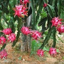 Muda Da Exótica Pitaya Vermelha - Fruta Deliciosa