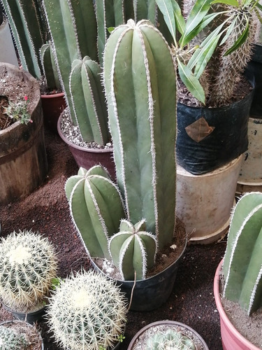 Cactus Órgano Trío 60 Cm (Usado)