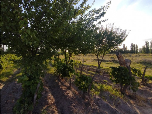 Vendo Finca Viñedos San Rafael Las Paredes