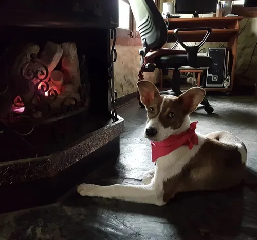 Guardería Canina, Sin Cañiles Ni Jaulas. Del Viso