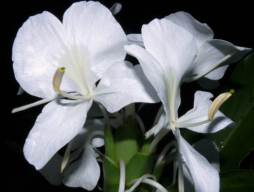 Caña De Ámbar, Flor Mariposa. Hedychium Coronarium