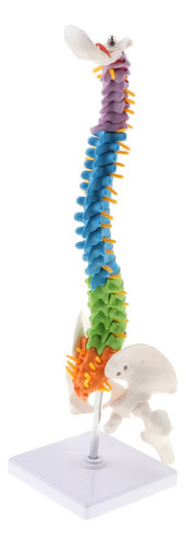 C. Detallado De Columna Vertebral Humana Flexible De