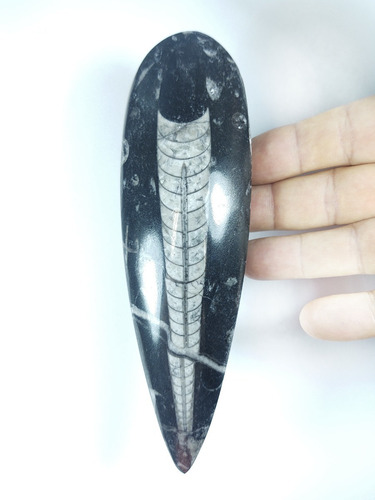 Lb53 Orthoceras Fóssil Natural 180g Marrocos Gplb Branco E Preto