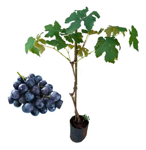 Muda De Uva Isabel - Enxertada