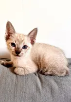 Comprar Gatita Bebé Siamésa Pura