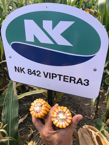 Semilla Maíz Nk 842 Viptera3