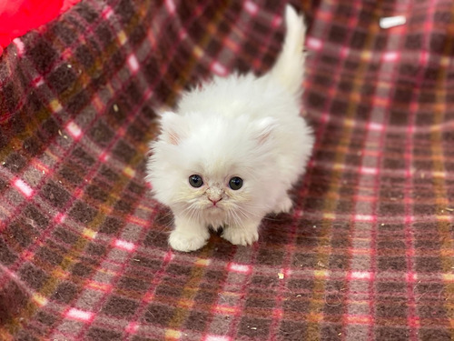 Espectaculares Gatos Persa Disponibles Mascotas Rionegro