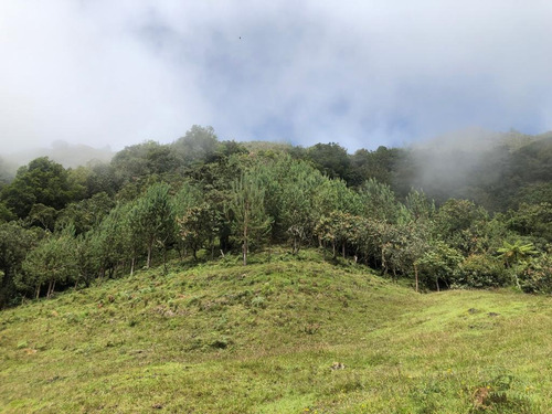Imagen 3 de 11 de Finca Abejorral, Antioquia - Se Vende