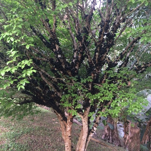Imagem 4 de 7 de 3kg Forth Jabuticabeiras Adubo Fertilizante Jabuticaba