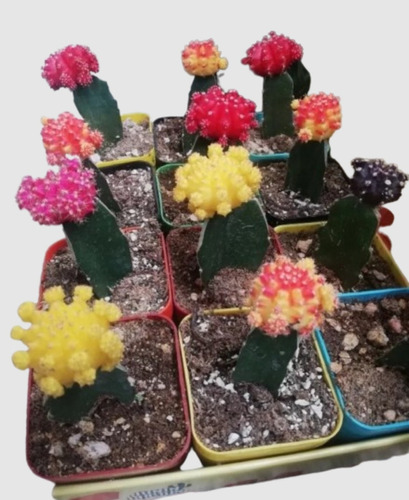 Cactus Injertados