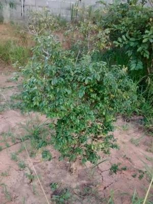 Imagem 14 de 15 de Ref.: 15835 - Sobrado Em Cotia Para Venda - 15835