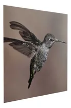 Comprar Lienzo Colibrí Volando: Elegancia En Movimiento 150x150