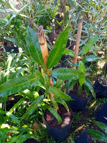 Arbol De Mango Rosado - Hermoso E.gratis Amba