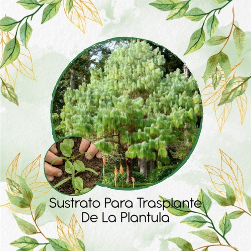 Sustrato Para Trasplante De Pinus Patula