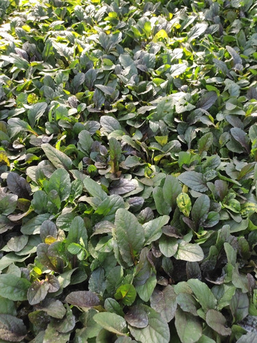 Ajuga Verde Cubresuelo Reptans Consuelda