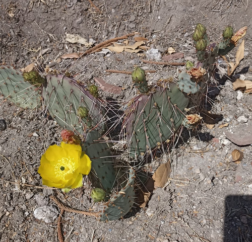 Opuntia Gosselinina, Nopal Morado, Nv