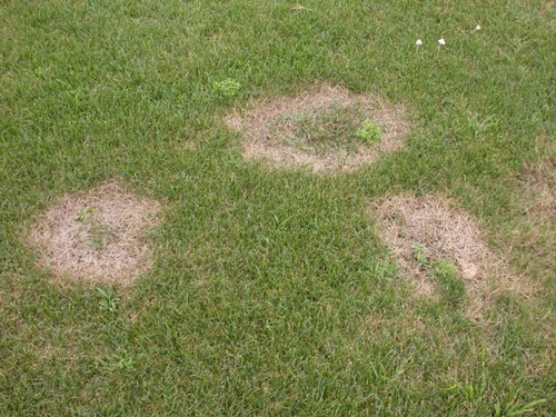 Glacoxan E Grillo Topo Hormiga Insecticida Cesped Jardin 60