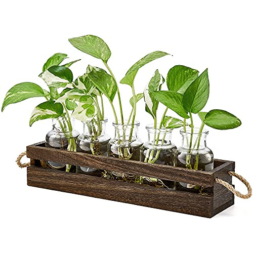 Terrario De Propagación De Plantas De Escritorio Caja ...