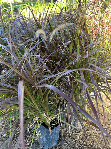 Pennisetum Rubra Cola De Zorro 3lts Graminea Ocre