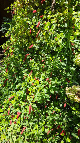 Acalypha Reptans Colita Zorro Vivero Orgánico Cielo Verde