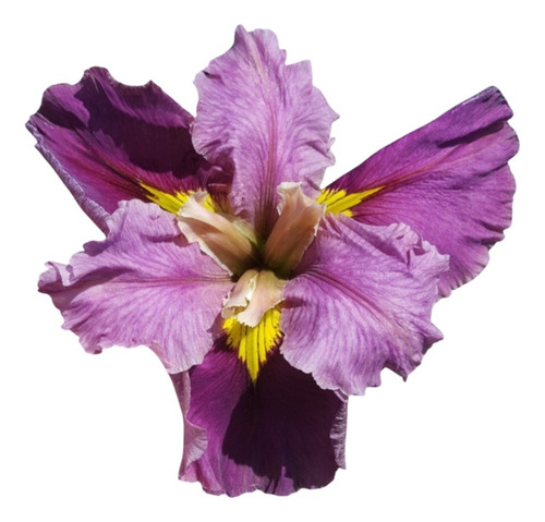 Iris Louisiana 'belleviews Mitchelle'