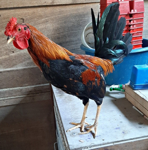 Gallos Finos Piqueros S/500sol