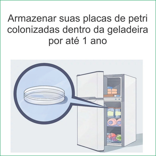 Cogumelo Shitake Petri Colonizada Semente Lentinula Edodes