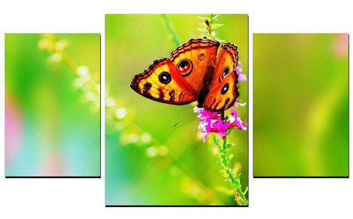 Cuadros Tripticos Modernos Animales Mariposas