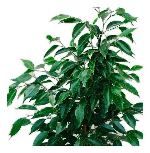 Benjamina Ficus 1.00mt De Altura Aprox.