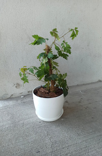 Planta Cissus + Maceta Premium N22 + Plato/ Plantas De Inter
