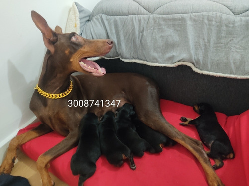 Doberman Cachorros Hermosos Puros Americanos