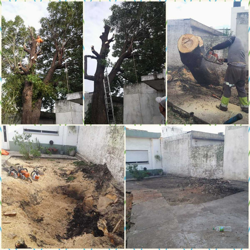 Imagen 3 de 10 de Poda De Arboles Poda De Altura