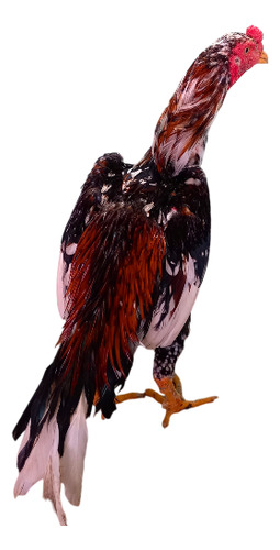 10 Ovos De Galo Mura Exótico Pintado - Plumagem Sensacional