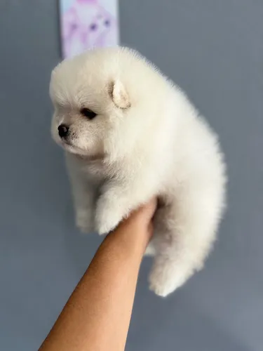 Lulu Da Pomerania Macho 1,500,00 Reais