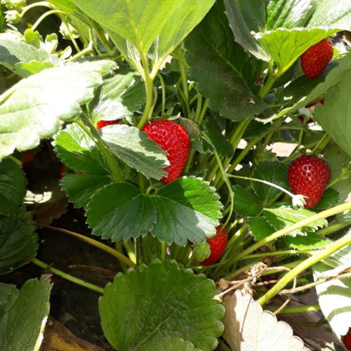 Frutillas Liofilizadas - Marca Dulce Salud