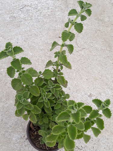 3 Macetas De 6 PuLG Con Vaporub Planta Alivia Medicinal