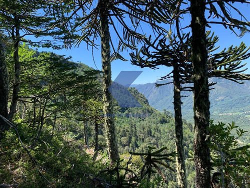 Hermoso Terreno Cordillerano En Venta En Melipeuco